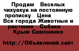 Продам.  Веселых чихуахуа на постоянную прописку › Цена ­ 8 000 - Все города Животные и растения » Собаки   . Крым,Симоненко